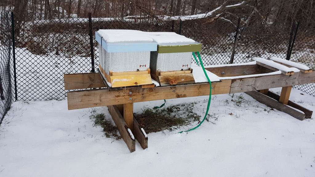 bees-in-hive-over-winter